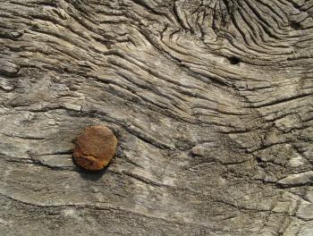 Close-up of very old wooden texture with a rusty nail                               