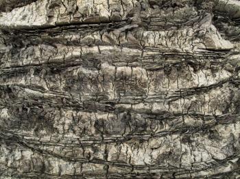 Palm tree trunk close up background