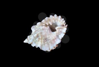 Sea shell isolated on black background
