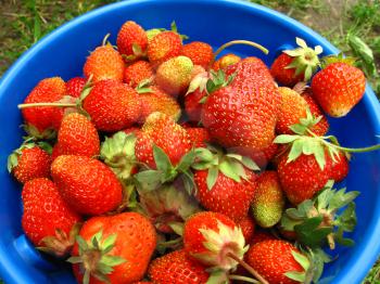 Ripe strawberries in a blue bucket                               