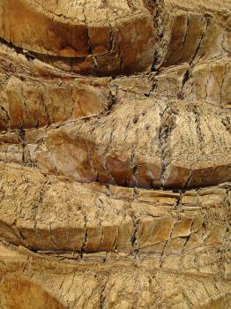 Texture of old palm tree trunk