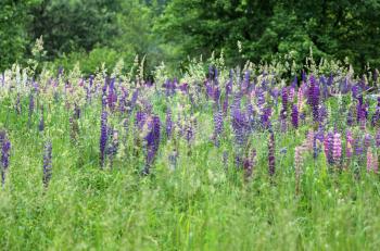 Wild lupines growing in green grass