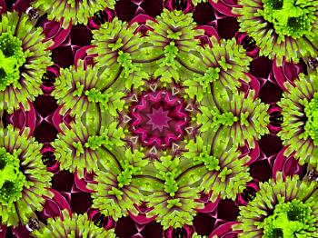 Abstract background with natural chrysanthemum pattern