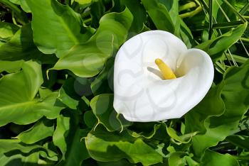 Beautiful calla flower on green natural background