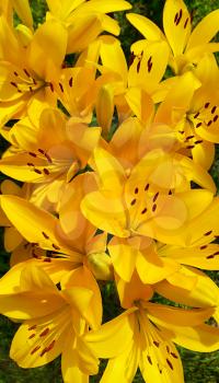 Closeup background of beautiful yellow lily