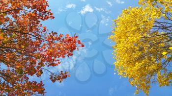Branches of beautiful yellow and red autumn tree on blue sky background