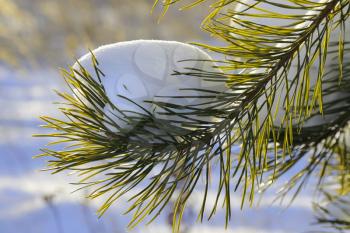Pine branch in the sunlight covered with snow