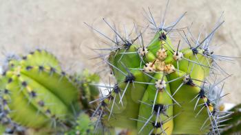 Cactus with big sharp needles close up