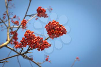 Branches of mountain ash with bright red berries against the blue sky background