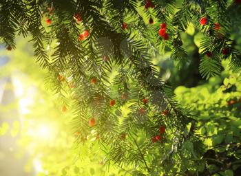 Red berries growing on evergreen yew tree in sunlight, European yew (taxus baccata) tree