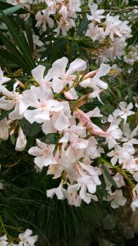 Closeup of Oleander bush with beautiful flowers