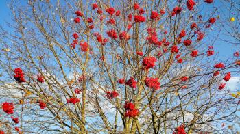 Branches of autumn mountain ash with bright red berries against the blue sky background