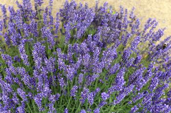 Beautiful blooming lavenders, close-up in summer garden