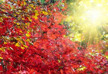 Bright Japanese maple or Acer palmatum branches on the sunny autumn garden