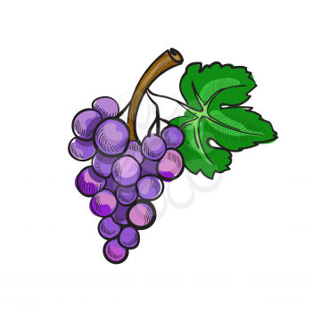 Illustration of hand drawn doodle grapes isolated on white background
