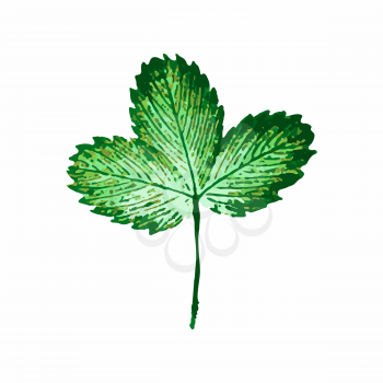 Illustration of green engraved strawberry leaf isoalated on white background