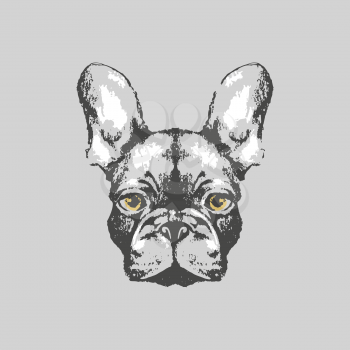 Hand drawn french bulldog portrait on gray backgroud