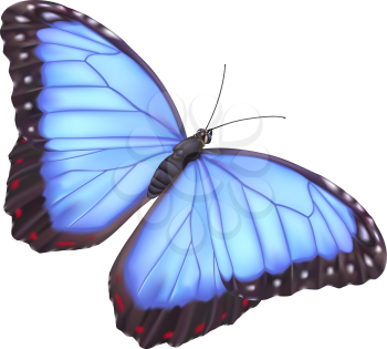Royalty Free Clipart Image of a Blue Butterfly