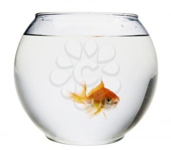 Fish in a fishbowl isolated over white