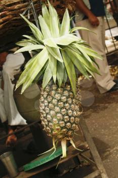 Close-up of a pineapple hanging at a stall, Jim Corbett National Park, Nainital, Uttarakhand, India