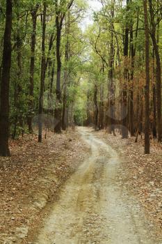 Dirt road passing through a forest, Jim Corbett National Park, Nainital, Uttarakhand, India