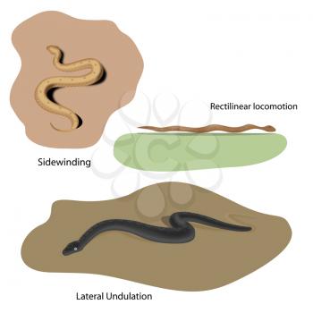 Lateral Undulation, Rectilinear and Sidewinding locomotion of snakes