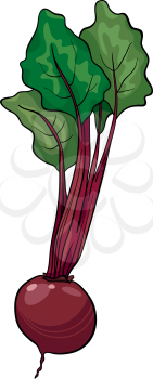 Cartoon Illustration of Beet Vegetable Food Object