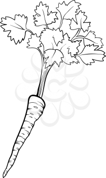 Black and White Cartoon Illustration of Parsley Root Vegetable Food Object for Coloring Book