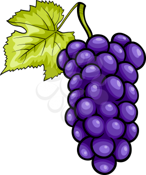 Cartoon Illustration of Bunch of Blue or Purple or Black Grapes or Grapevine Fruit Food Object