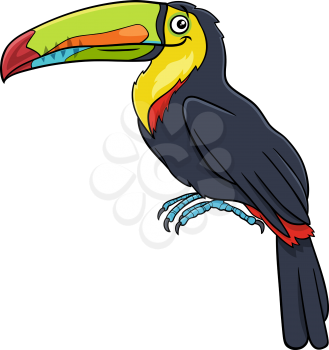 Cartoon illustration of funny toucan bird comic animal character