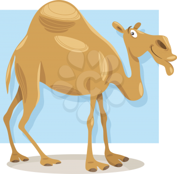 Cartoon Illustration of Funny Dromedary Camel Animal