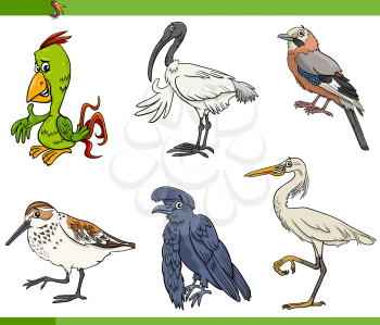 Cartoon illustration of birds animal species characters set