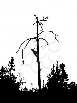 Royalty Free Clipart Image of a Woodpecker in a Tree