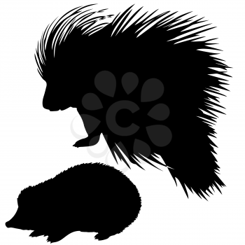 Royalty Free Clipart Image of a Hedgehog and Porcupine