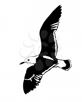Royalty Free Clipart Image of a Seagull