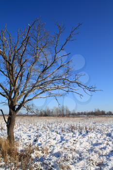 oak on snow field