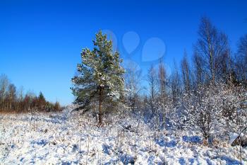 small pine on winter field