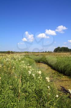 white flowerses in marsh