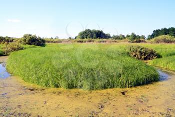 green island in marsh