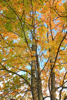 yellow sheet on autumn maple