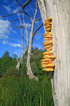 yellow mushroom on dry tree