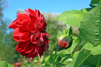 red dahlia on green background