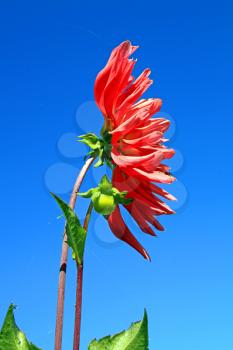 red dahlia on blue background