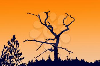  silhouette dry tree