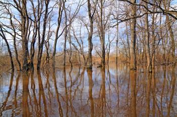 spring flood in oak wood