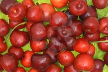 Fruits of a sweet cherry against green leaves.                    