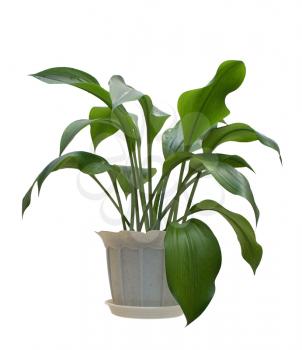 Indoor plant in a cachenez on a white background.                    