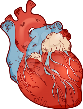 Illustration anatomy human heart, EPS10 - vector graphics.