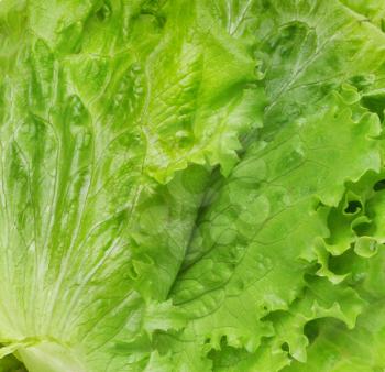 fresh lettuce leaf background