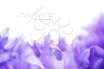 Soft focus cornflower background with copy space. Made with lens-baby and macro-lens.